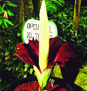 World's largest flower blooms after 5 years