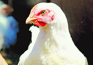 Chicken pecks man, sparks tension