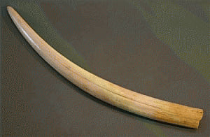 Three held with elephant tusk in Bengal