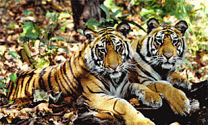 Maha invokes Big B, God of cricket to save tigers