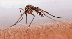 UK woman loses vision after mosquito bites