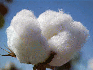 India second in cotton, silk production