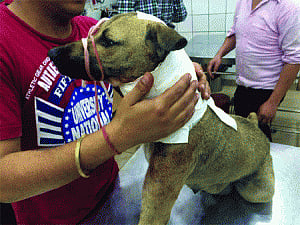 Serial dog killer keeps city on toes