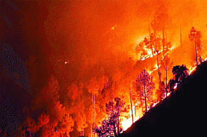 Flame of the forest