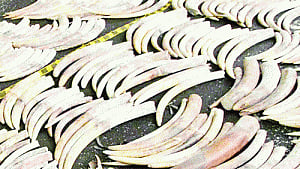 K'taka to burn 12 tonnes of seized ivory