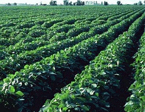 Drought, heat take toll on global crops