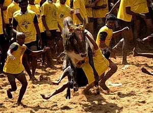 Jallikattu: SC refuses to vacate stay