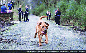 On pee break, dog vies to top marathon