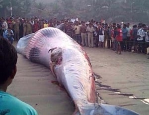 30-foot-long whale washed ashore in Mumbai