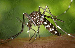 China faces risk of Zika but low possibility of outbreak