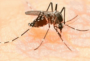 Four Canadians test positive for Zika