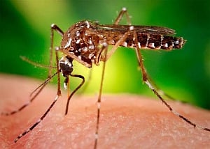 Bharat Biotech gets breakthrough in developing Zika vaccine