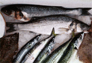Eating fish during pregnancy may benefit brains of offspring