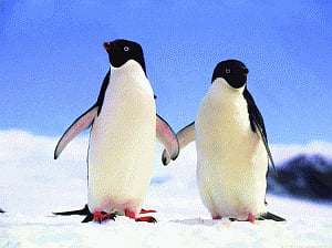 '150,000 Antarctica penguins die after iceberg grounding'