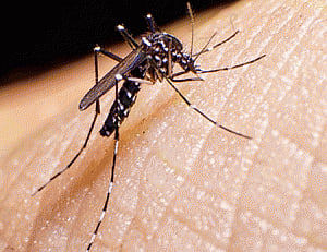 Zika virus linked to stillbirth: report