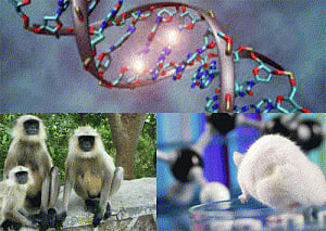 Potential Huntington's disease drug found effective in mice, monkeys