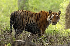 MP pounces to regain 'Tiger State' crown