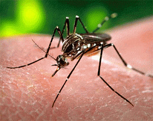 Zika virus may infect, kill human brain stem cells