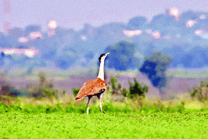 Three Great Indian Bustard sighted in Bellary