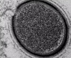 Ancient viruses that affected our ancestors 30 mn years ago found