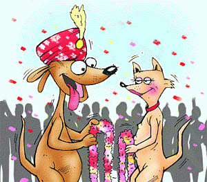 This newly-wed couple is envy of canine world