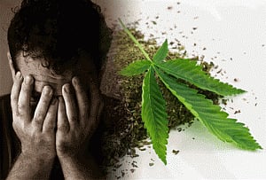 Marijuana use disorder in US has doubled in a decade