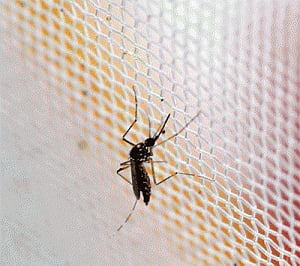 Cuba reports new Zika case