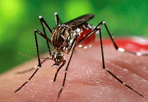 Bangladesh reports first case of Zika virus