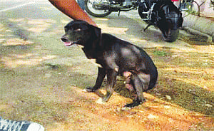 Woman dashes 8 puppies to death