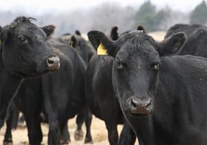 Severed cow's head placed at Hindu sanctuary in US