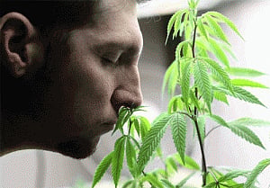 Marijuana users react differently to social exclusion