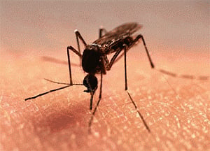 Chile confirms first sexually transmitted Zika virus case