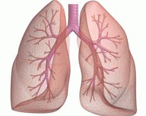 How our lungs respond during asthma attacks