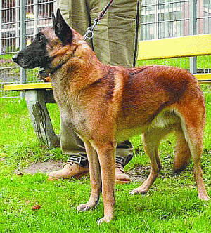 Belgian 'superdog' set to outdo other species at BSF