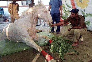Police horse 'Shaktiman' dead