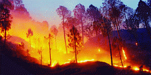 Efforts on war-footing to tame U'khand forest fire