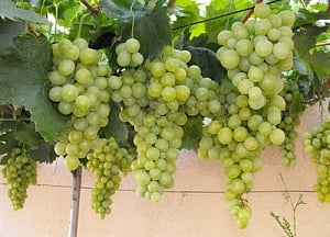 Eat grapes to help lower obesity risk