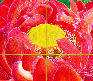 The magic of the lotus