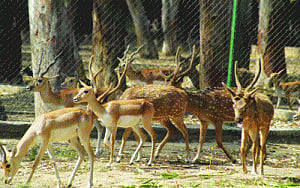 Death of 16 deer baffles Delhi zoo