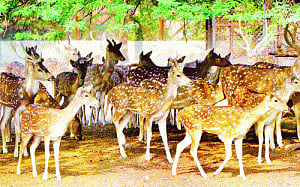 Vaccination process of 120 deer to take long: Veterinary doctors