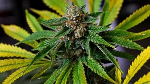 Avoid marijuana to cut pre-term birth risk