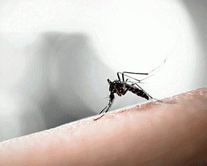 Singapore has first case of Zika virus infection