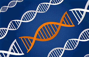 New 'fountain of youth' gene may prevent heart attack, stroke