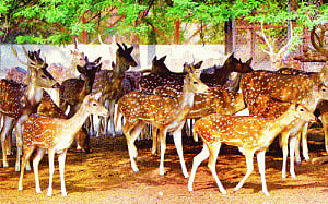 Delhi zoo struggles to contain dreaded rabies