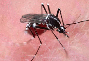 Zika crisis fuelled by 'massive' mosquito control failures'