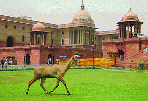 Nilgai strays into North Block, rescued