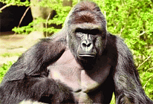 Zoo sacrifices its gorilla to save a toddler