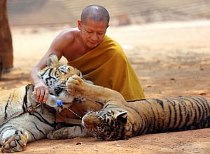 Brain Stormer: Of tourists, tigers and a temple