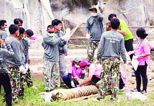 Thai police find tiger slaughterhouse