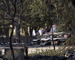 Thousands of trees destroyed in Mathura violence
